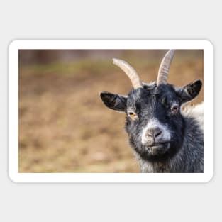 Goat milk? cute and funny goat photograph Sticker